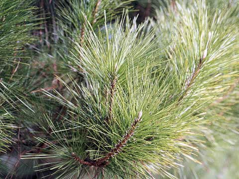 Pinus thunbergii