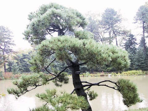 Pinus thunbergii