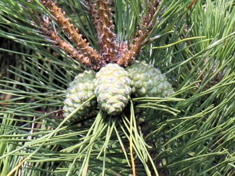 Pinus thunbergii