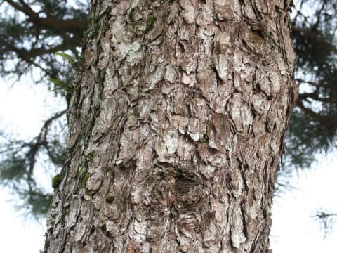 Pinus thunbergii