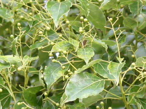 Cinnamomum camphora