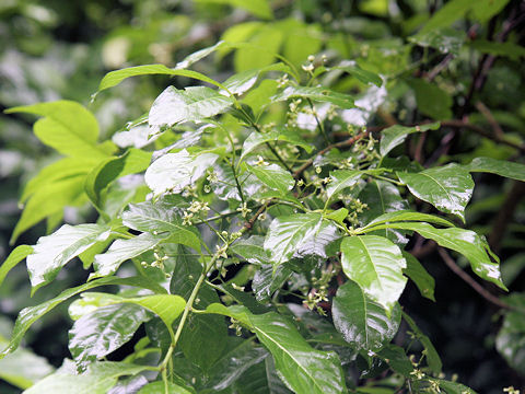 Euonymus sieboldianus