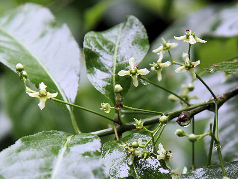 Euonymus sieboldianus