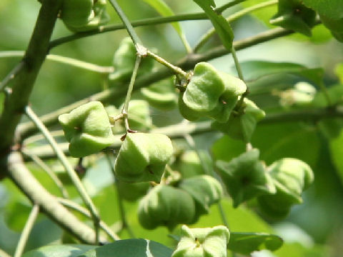 Euonymus sieboldianus