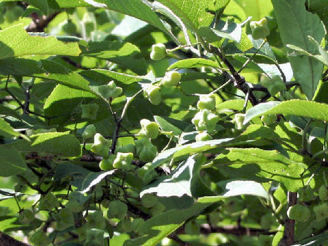 Euonymus sieboldianus