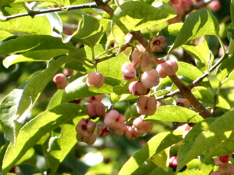 Euonymus sieboldianus