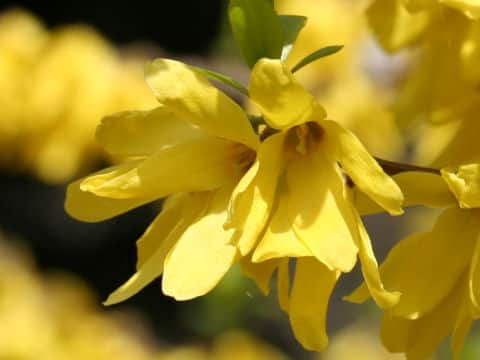 Forsythia suspensa