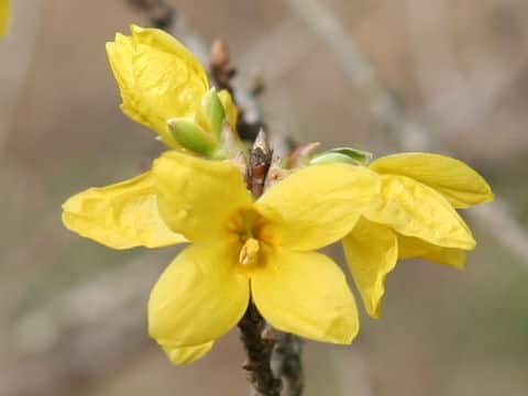 Forsythia suspensa