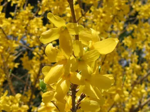 Forsythia suspensa