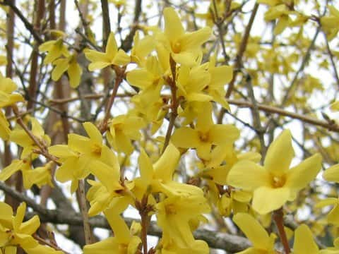 Forsythia suspensa