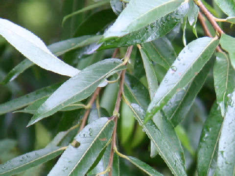 Salix eriocarpa