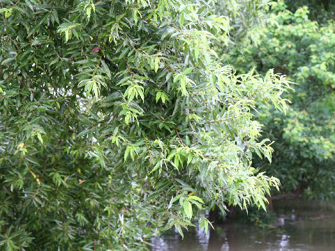 Salix eriocarpa