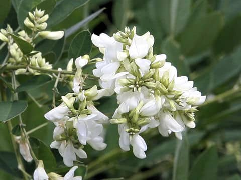 Lespedeza thunbergii var. albiflora