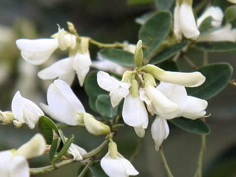 Lespedeza thunbergii var. albiflora