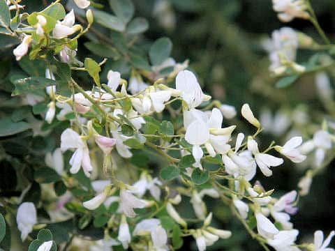 Lespedeza thunbergii var. albiflora