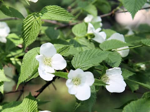 Rhodotypos scandens