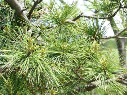 Pinus koraiensis