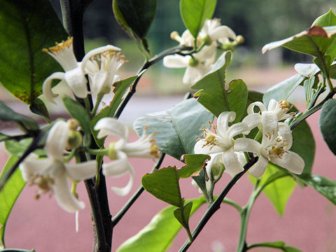 Citrus aurantium