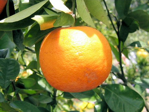 Citrus aurantium