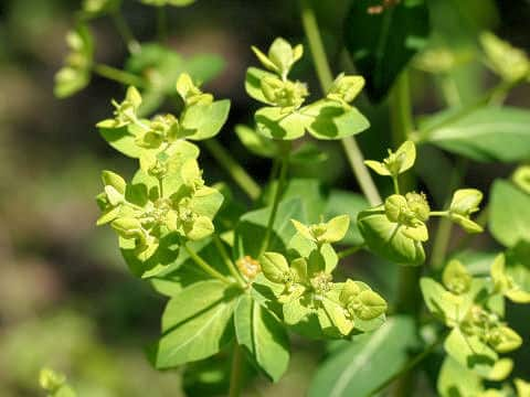 Euphorbia pekinensis