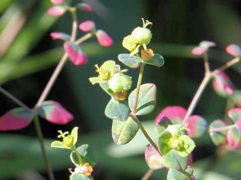 Euphorbia pekinensis