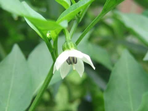 Capsicum annuum