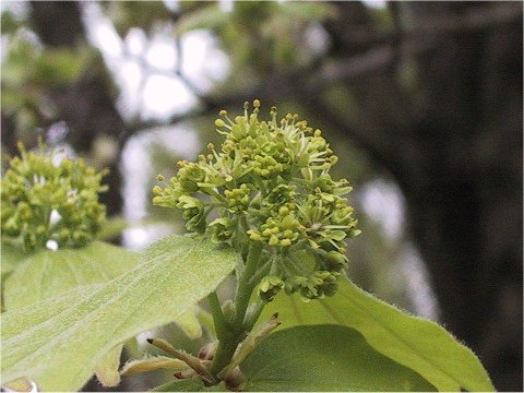 Acer buergerianum