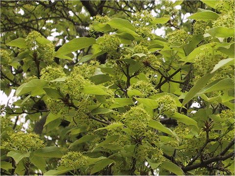 Acer buergerianum