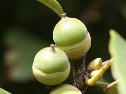 Quercus sessilifolia