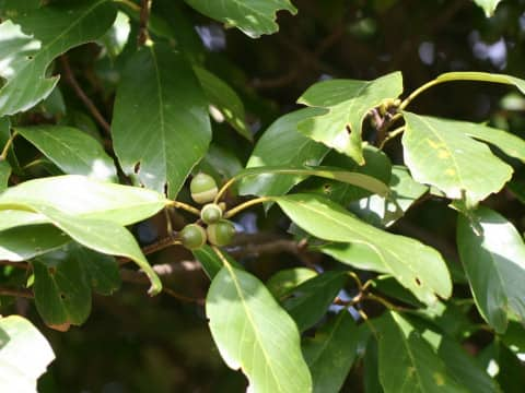 Quercus sessilifolia