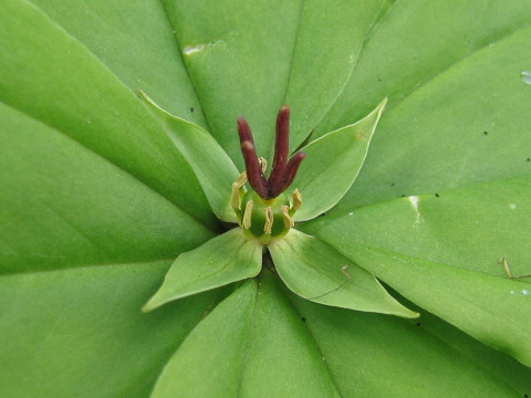 Paris tetraphylla