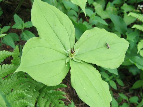 Paris tetraphylla