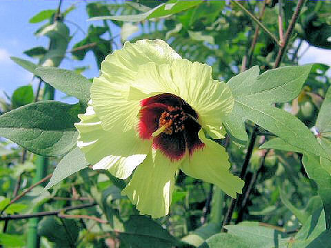 Gossypium arboreum var. indicum