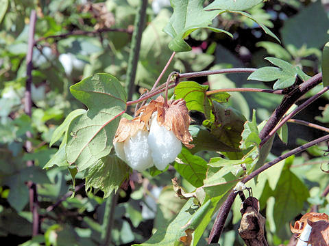 Gossypium arboreum var. indicum