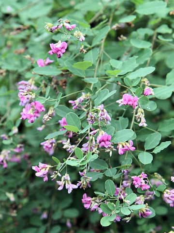 Lespedeza bicolor