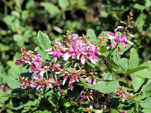 Lespedeza bicolor