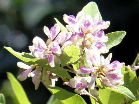 Lespedeza bicolor