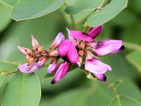 Lespedeza bicolor