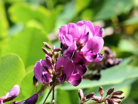 Lespedeza bicolor