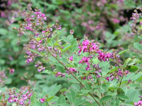 Lespedeza bicolor