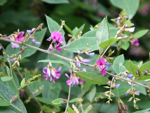 Lespedeza bicolor