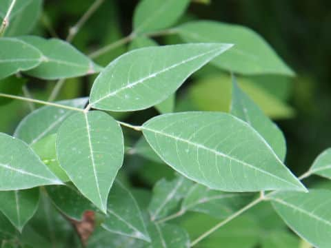 Lespedeza bicolor