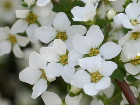 Spiraea thunbergii