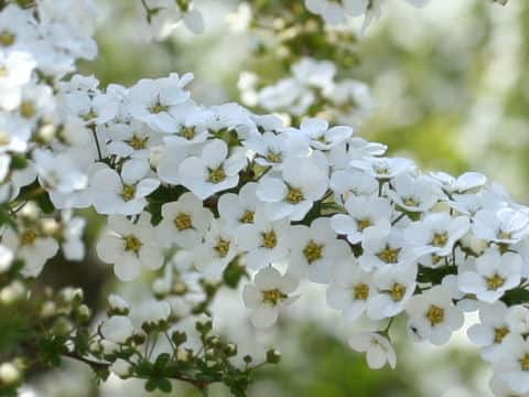 Spiraea thunbergii