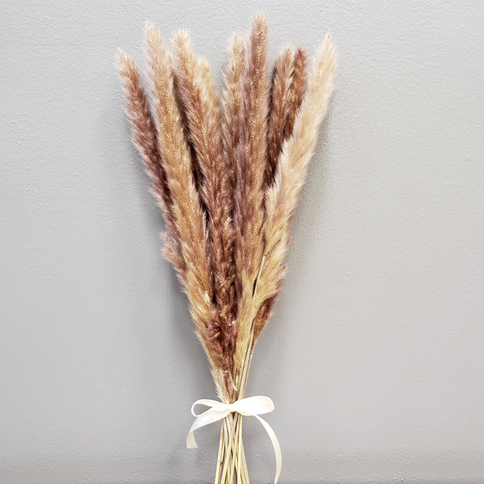 Small Pampas Grass | 15stems (20-24) | Natural Brown by BLOOMINGFUL FLOWERS