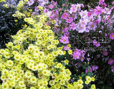 Фото. Хризантема кустовая 'Early Yellow' и японские анемоны на осеннем цветнике.