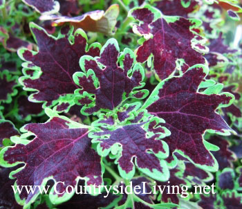 Колеус 'Piasca Ruby' (Coleus, Solenostemon)