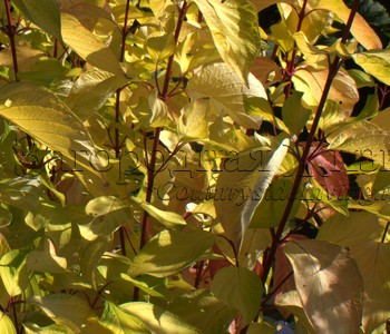 Дёрен белый Аурея (Cornus alba aurea), октябрь