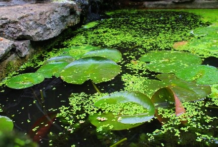 Растения для пруда. Водные растения: кувшинка (нимфея, водяная лилия) и ряска