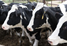 Holstein dairy cows